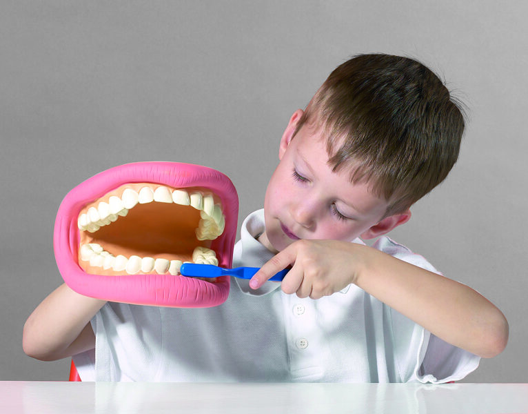 Montessori Giant Teeth Demonstration Model
